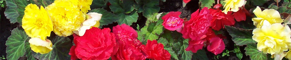 Categorie afbeelding Begonia tuberhybrida Nonstop